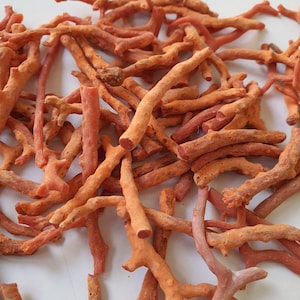 Peut inclure: Un tas de branches de corail orange, certaines avec des extr&eacute;mit&eacute;s fourchues, sur un fond blanc.