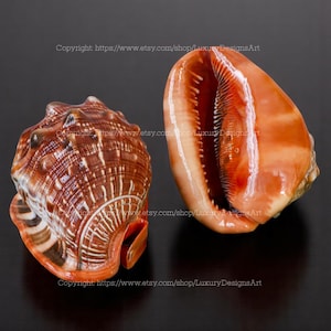 Knallrot Mund Cameo Bullmouth Muschel Bullmouth Cassis Rufa große Muschel - echte seltene Muschel, Premium natürlich Dekor und Ornament