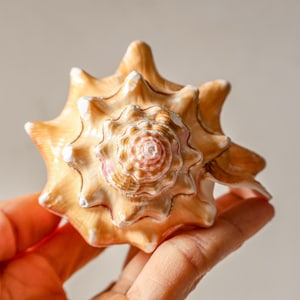 May include: A large, intricately patterned seashell with a spiral design. The shell features a warm, tan color with white and pink accents. The shell is held in a hand, showcasing its size and texture. The overall theme is coastal decor and natural elements.