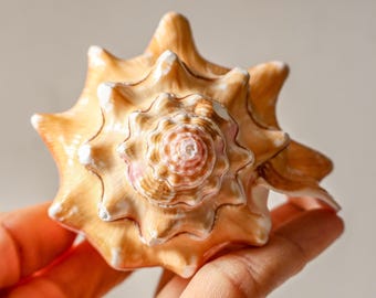 Natural Seashell, Snail Shell for Home Decor Sea Shells RARE Rouge Rose Whelk Snail Shell Spiral Shell Precious Seashell Rose Seashells