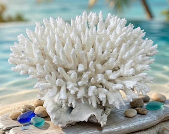 Real LARGE Coral VIP Aquarium Coral Natural Sea Coral for Home
