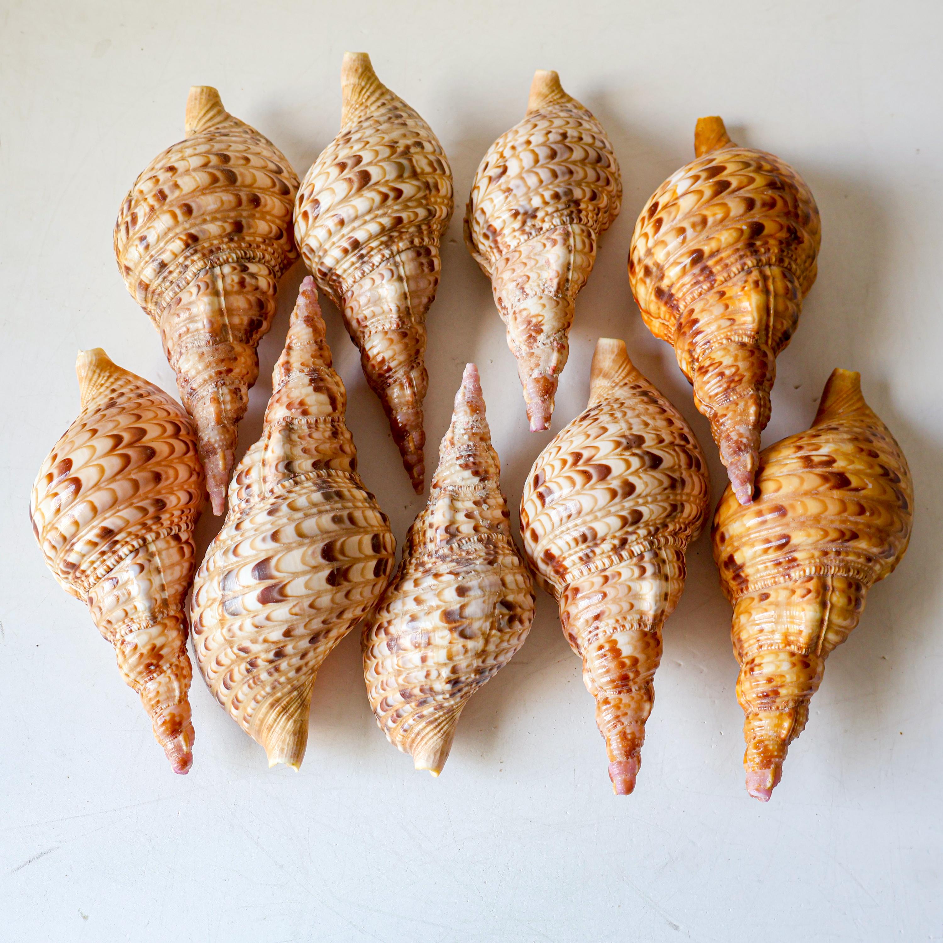 Triton Trumpet Seashell Rare Natural Giant Conch Shell Symbol of Wealth ...