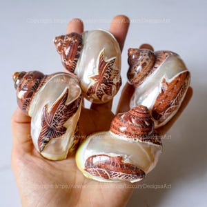 Natural Seashell, Hermit Crab, Snail Shell for Home Decor Turbo Shell, White Brown Shell, Jade Turbo Shell Snail Shell Spiral Shell Seashell