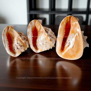 Real Cassis Cornuta Large Conch Shell Shell Conch Shell Seashell for Home Decor Helmet Shell Giant Seashell Huge Ocean Shell