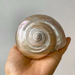 Natural Seashell, Conch, Snail Shell for Home Decor Turbo Shell, White Shell, Jade Turbo Shell Snail Shell Spiral Shell Big Seashell