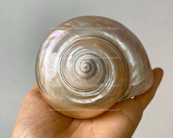 Natural Seashell, Conch, Snail Shell for Home Decor Turbo Shell, White Shell, Jade Turbo Shell Snail Shell Spiral Shell Big Seashell