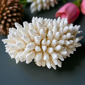 RARE Real Coral Decorative Aquarium Coral Natural BIG Coral for Home Decor Beautiful White Coral Tree Coral Decorate Desk Natural Seashell
