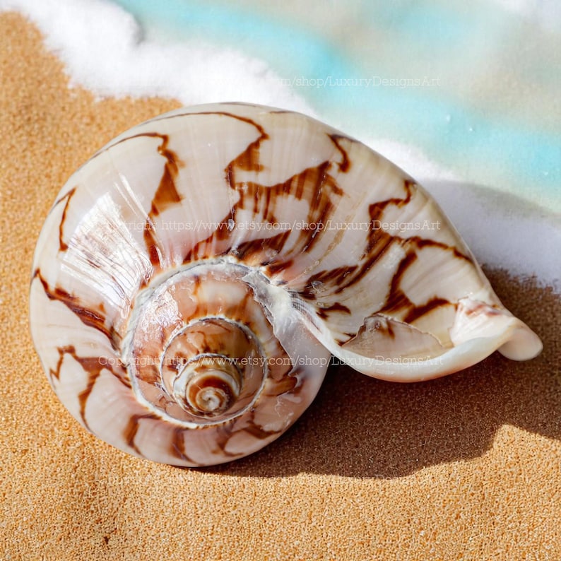 Ocean Vortex Cymbiola Nobilis Parva Seashell RARE Conch Shell Natural ...
