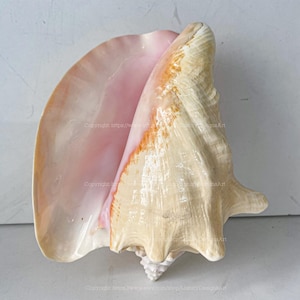 Large Conch Shell Real Polished Pink Queen Conch Shell Seashell for Home Decor Large Decorative Conch Spiral Star Shell Giant Seashell