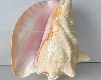 Große Muschelschale Echt Poliert Rosa Queen Conch Muschel Muschel für Wohnkultur Große dekorative Muschel Spirale Stern Muschel Riesenmuschel