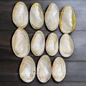 12 Styles Mother-of-Pearl Seashell Dish LARGE Copper Silver Trim Jewelry Tray for Candy, Home Décor, Collectible Dish Decorative Giant Shell
