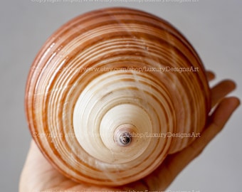 Natural Seashell, Conch, Snail Shell for Home Decor Hermit Crab, Tonna Galea Giant Shell, Snail Shell Big Seashell Brown Helmet Beach Crafts