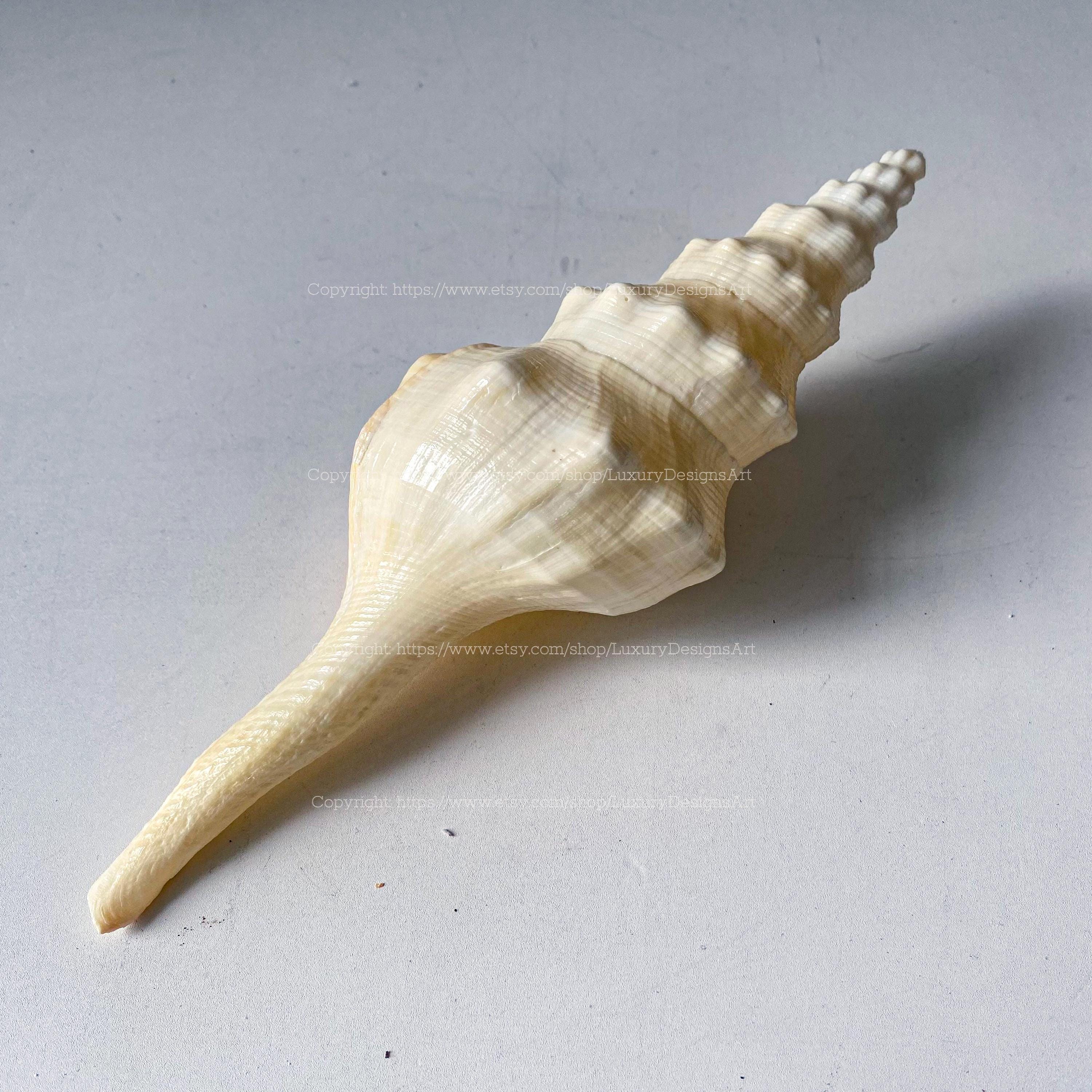 Legrand's Wavy Spindle Shell for Home Decor Natural Seashell, Conch ...