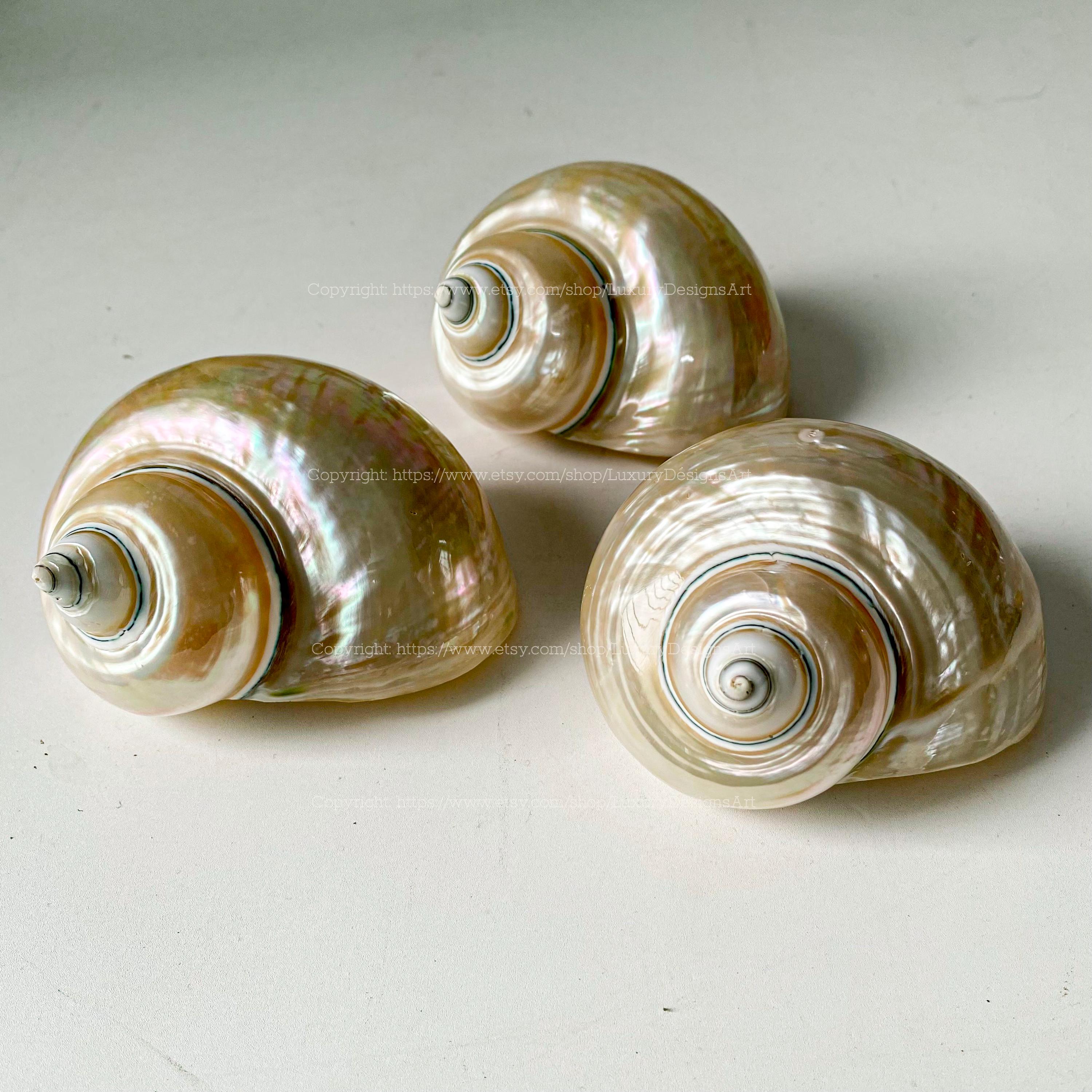 貝標本　CUBAのカラフルカタツムリ　セット品 貝標本CUBAのカラフルカタツムリセット品