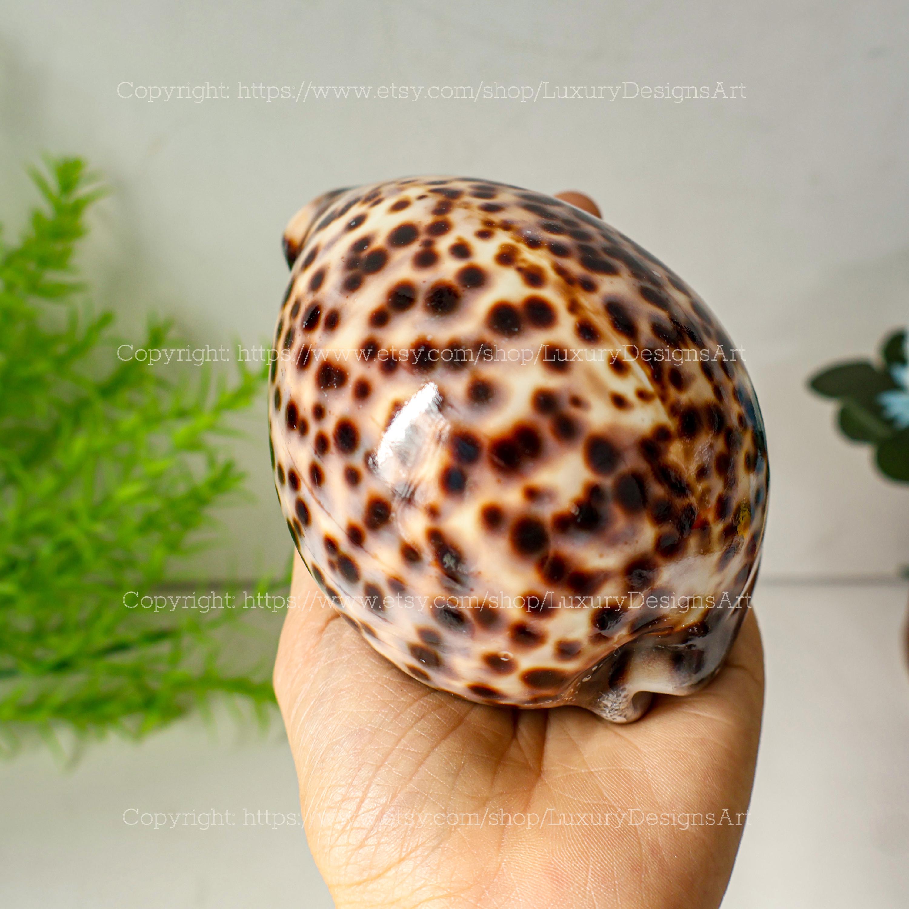 Snail Shell Cubby Natural Seashell, Conch, Snail Shell for Home Decor Tiger Cowrie Shell ...