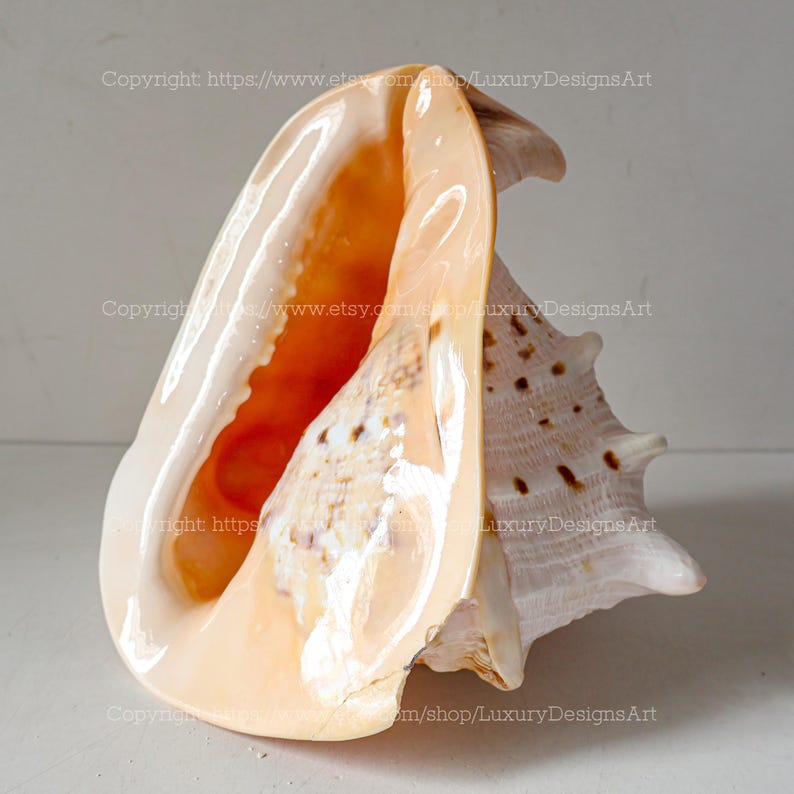 Cream Conch Shell Real Cassis Cornuta Large Conch Shell Shell Conch Shell Seashell for ...