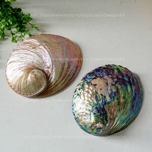 May include: Two iridescent abalone shells, one with a pink and white interior and the other with a blue and green interior.