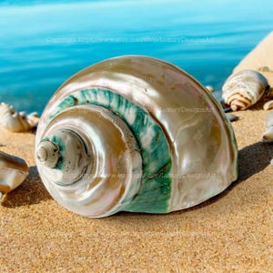 Snail Shell for Home Decor Natural Seashell, Conch, Turbo Shell, White Green Shell, Jade Turbo Shell Snail Shell Spiral Shell Big Seashell