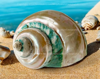 Snail Shell for Home Decor Natural Seashell, Conch, Turbo Shell, White Green Shell, Jade Turbo Shell Snail Shell Spiral Shell Big Seashell