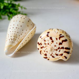 Conus Betulinus LARGE Beech Cone Seashell Natural Seashell for Home Decor Shell Collection Conus Sea Shell Collections & Unique Gifts