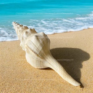 Legrand&#39;s Wavy Spindle Shell for Home Decor Natural Seashell, Conch, Cyrtulus Undatus Shell Snail Shell Spiral Shell Big Seashell