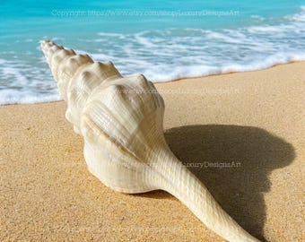 Legrand's Wavy Spindle Shell for Home Decor Natural Seashell, Conch, Cyrtulus Undatus Shell Snail Shell Spiral Shell Big Seashell