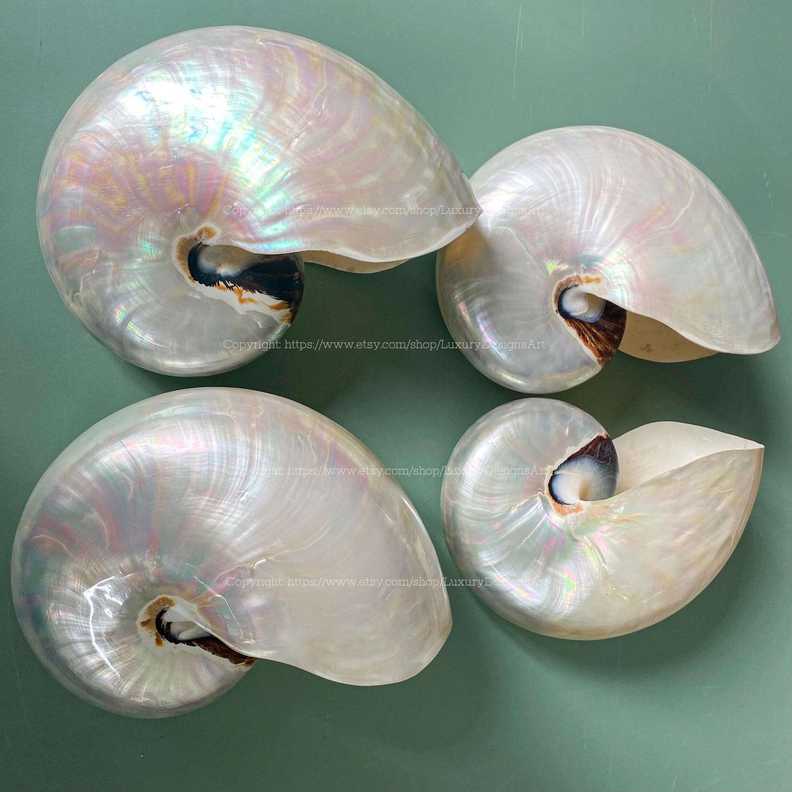 Chambered Nautilus Conch Shell Ocean Vortex Real Giant Conch Shell ...