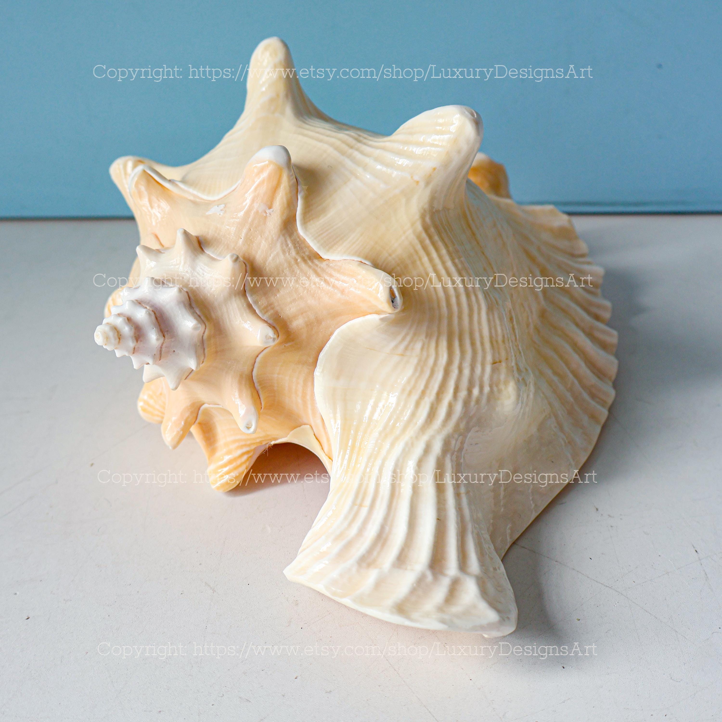 Large Conch Shell Real Polished Pink Queen Conch Shell Seashell for ...