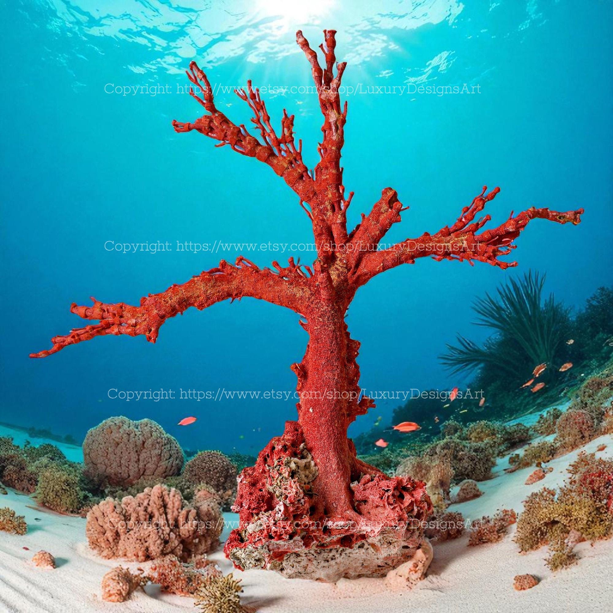Red Coral Specimen Australia