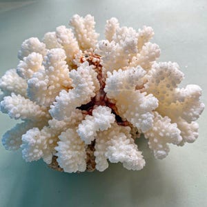 Real Coral Beautiful Heart White Coral Tree Decorative Aquarium Coral Natural Sea Coral for Home Decor Coral Decorate Desk Natural Seashell
