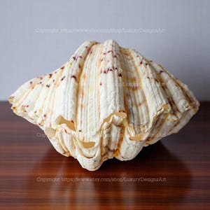 Op de afbeelding: Een grote, getextureerde zeeschelp in crème- en bruintinten. De schelp heeft een geschulpte rand en een kenmerkend, natuurlijk patroon. De schelp wordt gepresenteerd op een donker houten oppervlak.