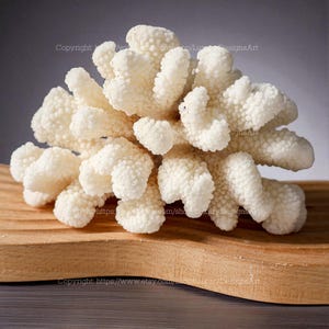Beautiful White Coral Heart Coral Real Coral&#39;s keleton Decorative Aquarium Coral Natural Sea Coral for Home Decor Coral Natural Seashell