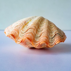 May include: A large, fan-shaped seashell with a wavy, scalloped edge. The shell features a gradient of soft peach, cream, and pale orange tones, with prominent, textured ridges running vertically across its curved, calcified surface.