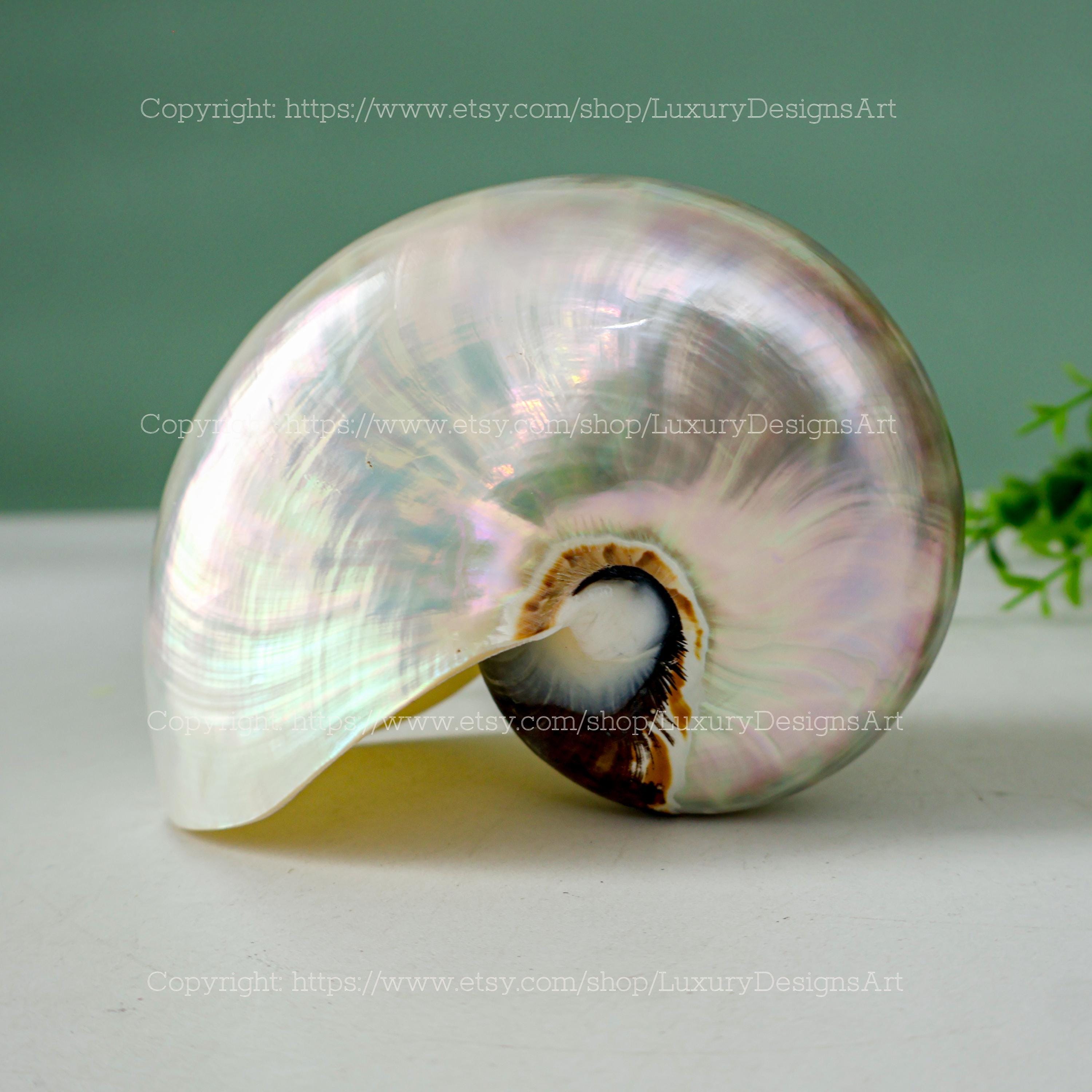 Chambered Nautilus Conch Shell Ocean Vortex Real Giant Conch Shell ...