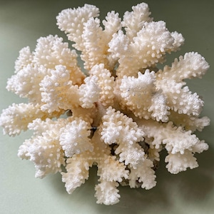 Real Coral Natural White Coral Tree Decorative Aquarium Coral Natural Sea Coral for Home Decor Coral Decorate Desk Natural Seashell