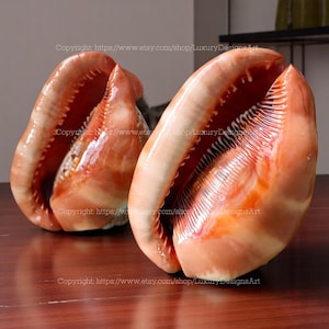 Pode incluir: Duas grandes conchas de búzio polidas com um exterior brilhante laranja-castanho e um interior branco cremoso. As conchas estão abertas, revelando intrincadas estruturas internas. A imagem está sobre uma superfície de madeira escura.