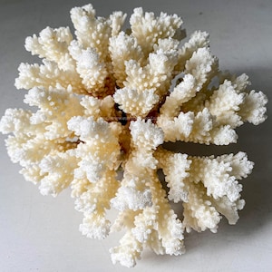 Beautiful White Coral Tree Real Coral Decorative Aquarium Coral Natural Sea Coral for Home Decor Coral Decorate Desk Natural Seashell