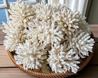 Real Coral Tree Coral Decorative Aquarium Coral Natural Sea Coral for Home Decor Coral Decorate Desk Natural Seashell Ocean Coral