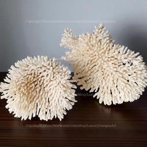 Real Coral Aquarium Coral Natural LARGE Sea Coral for Home Decor Beautiful White Coral Tree Coral Decorate Desk Natural Seashell Chirstmas