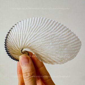 Peut inclure: Coquille de nautile avec une surface blanche texturée et un bord brun foncé. La coquille est tenue par une main sur un fond neutre. L'image comprend le texte "Copyright https://www.etsy.com/shop/LuxuryDesignsArt".