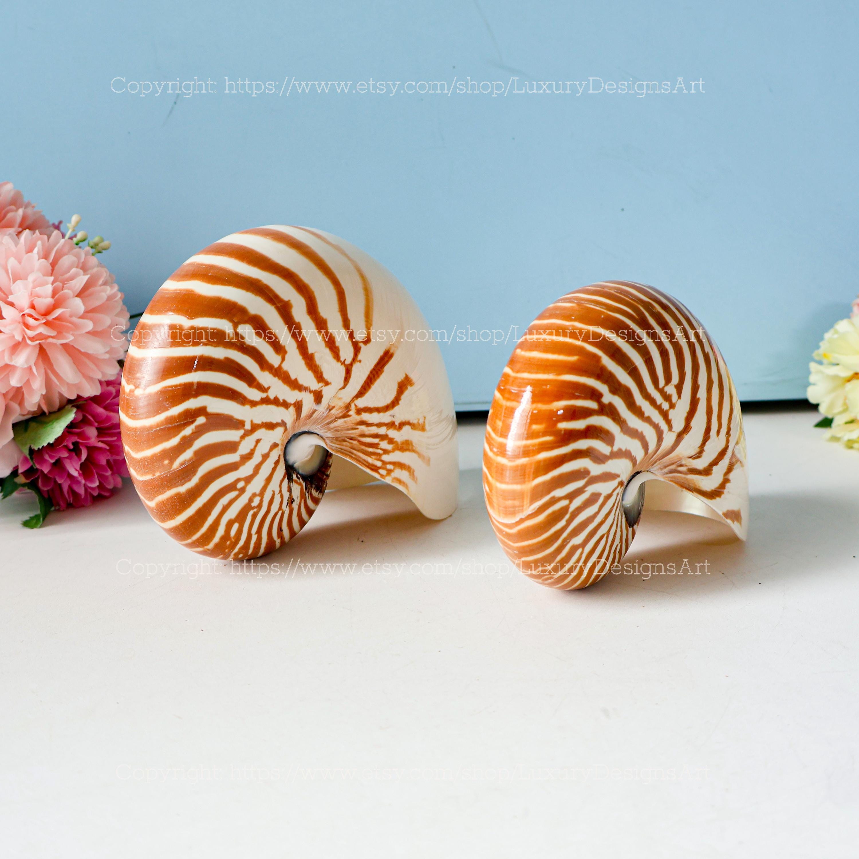 Chambered Nautilus Conch Shell Ocean Vortex Real Giant Conch Shell ...