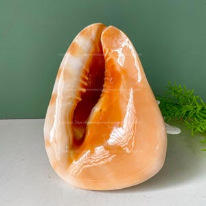 Large Conch Shell Real Cassis Cornuta Shell Conch Shell Seashell Helmet Shell Giant Seashell for Home Decor Huge Ocean Shell