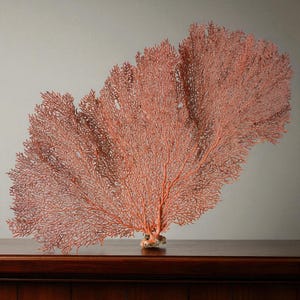 May include: A large, coral-colored sea fan, displayed on a dark wooden surface. The fan has a complex, branching structure, with a base attached to a small, textured rock. The background is a neutral gray, highlighting the fan's intricate details.