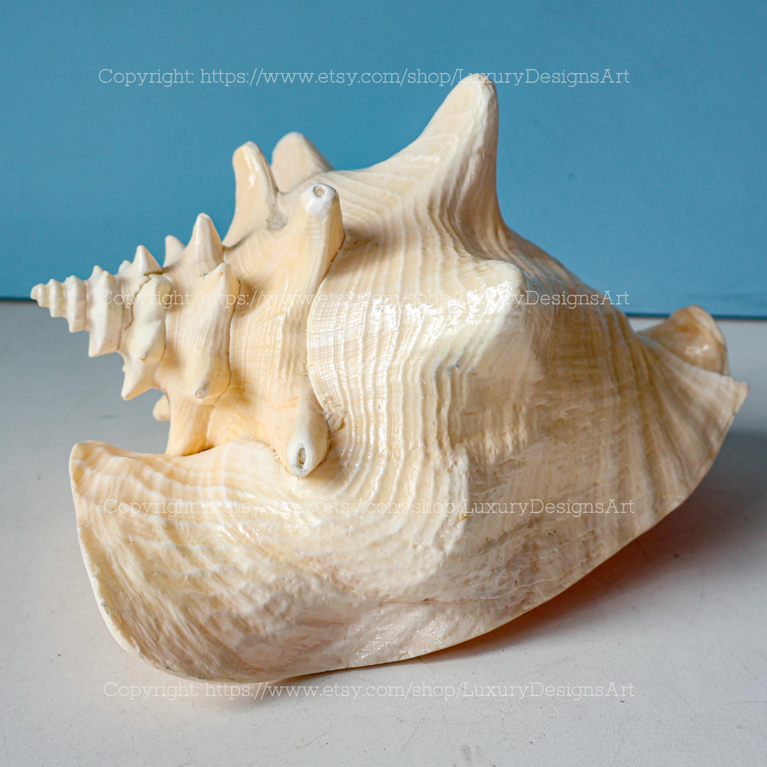 Real Polished Pink Queen Conch Shell Seashell for Home Decor Large ...