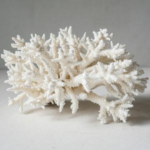Op de afbeelding: Een groot, wit koraalexemplaar met een complexe, vertakte structuur. Het koraal heeft een textuur en een natuurlijke, organische uitstraling. Dit decoratieve stuk is ideaal voor een kust- of nautisch thema.