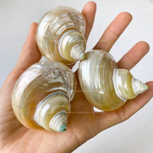 Natural Seashell, Conch, Snail Shell for Home Decor Turbo Shell, Jade Turbo Shell Snail Shell Spiral Shell Seashell White Shell