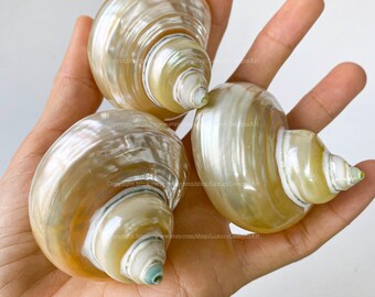 Natural Seashell, Conch, Snail Shell for Home Decor Turbo Shell, Jade Turbo Shell Snail Shell Spiral Shell Seashell White Shell