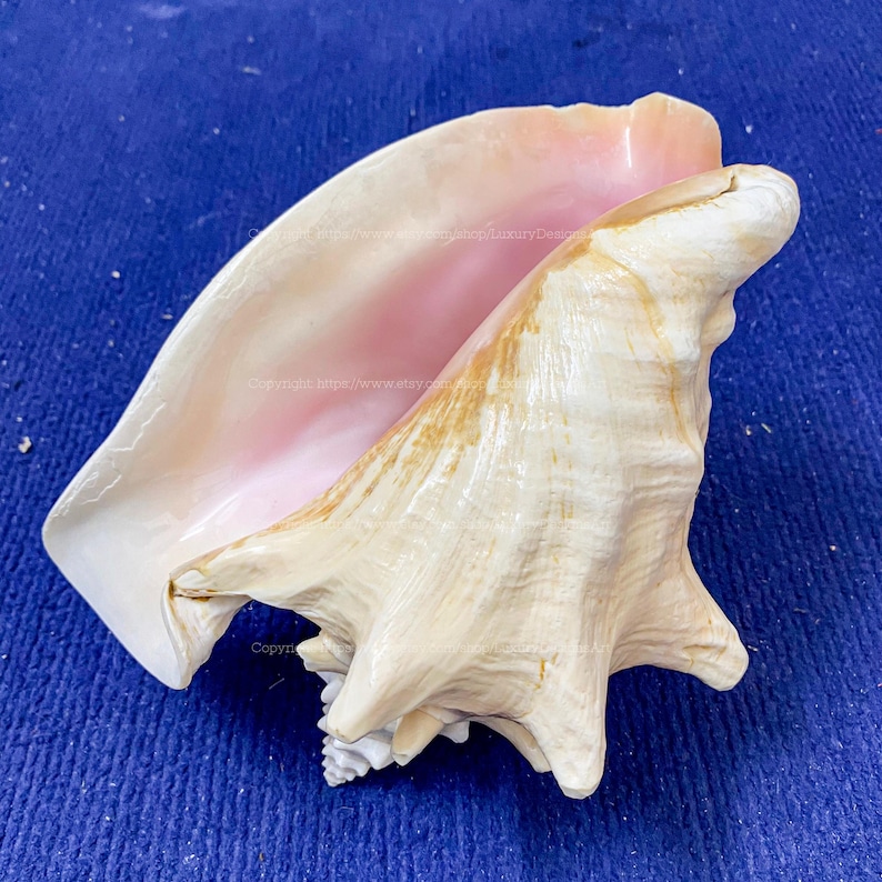Large Conch Shell Polished Pink Queen Real Conch Shell Seashell for ...