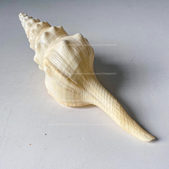 Legrand's Wavy Spindle Shell for Home Decor Natural Seashell