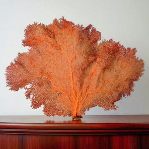 Real Sea Fan Coral Natural Dried Coral Sea Fan Coral Tree Sea Fan Decorative Aquarium Natural Red Atlantic Sea Fan Reef for Home Decor